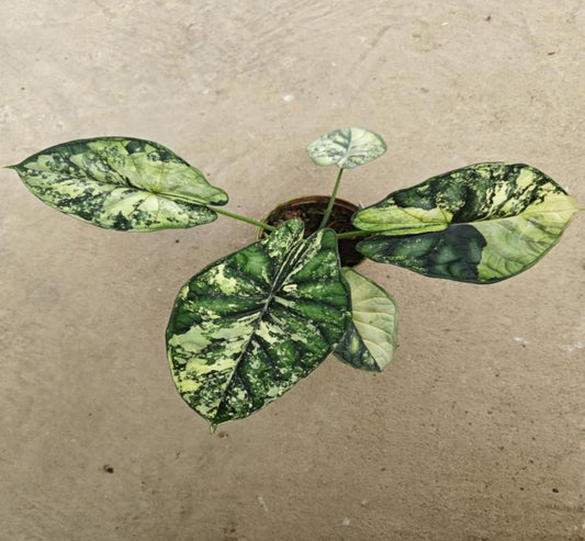 Alocasia baginda 'Dragon Scale' thai TC | Grower's Choice, Macau Collection