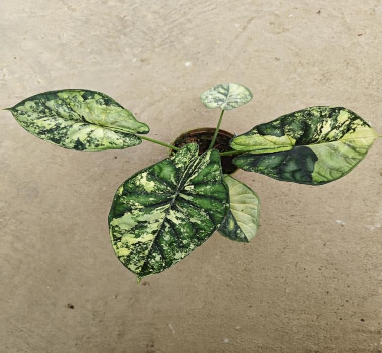 Alocasia baginda 'Dragon Scale' thai TC | Grower's Choice, Macau Collection