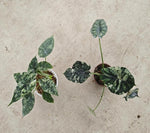 Alocasia baginda 'Dragon Scale' thai albo TC | Grower's Choice, Macau Collection