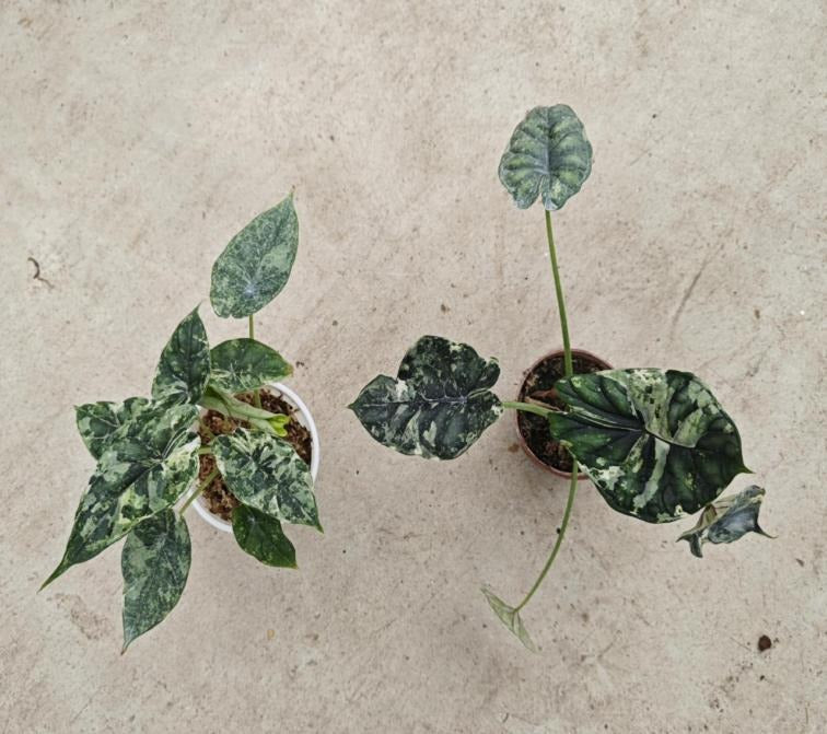 Alocasia baginda 'Dragon Scale' thai albo TC | Grower's Choice, Macau Collection