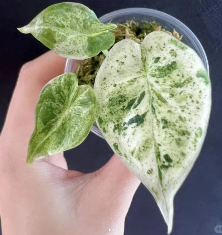 Alocasia Dragon Scale mint variegated TC | Grower's Choice, Macau Collection