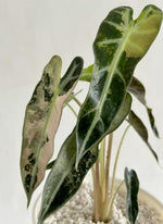 Alocasia Bambino variegated TC | Grower's Choice, Macau Collection