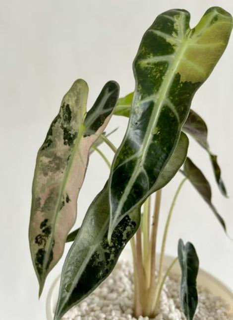 Alocasia Bambino variegated TC | Grower's Choice, Macau Collection
