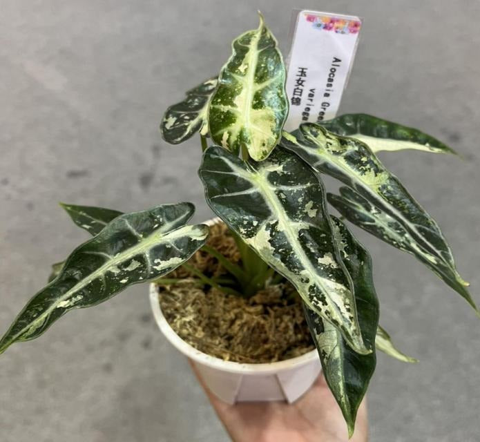 Alocasia 'Green Bambino' TC | Grower's Choice, Macau Collection