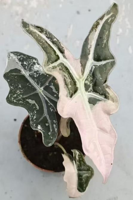 Alocasia pink Nobilis variegated TC | Grower's Choice, Macau Collection