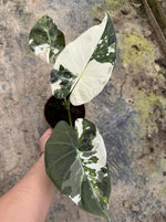 Alocasia 'Regal Shields' variegated TC | Grower's Choice, Macau Collection