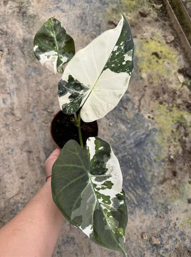 Alocasia 'Regal Shields' variegated TC | Grower's Choice, Macau Collection
