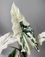 Alocasia simpo variegated TC | Grower's Choice, Macau Collection