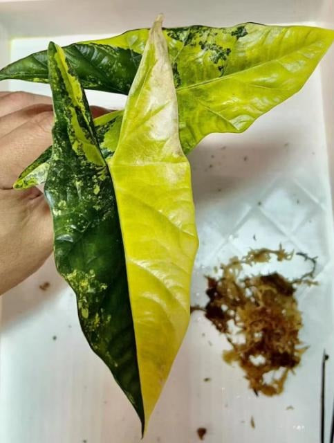 Alocasia aurea TC | Grower's Choice, Macau Collection