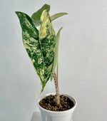 Alocasia Zebrina Variegated TC | Grower's Choice, Macau Collection