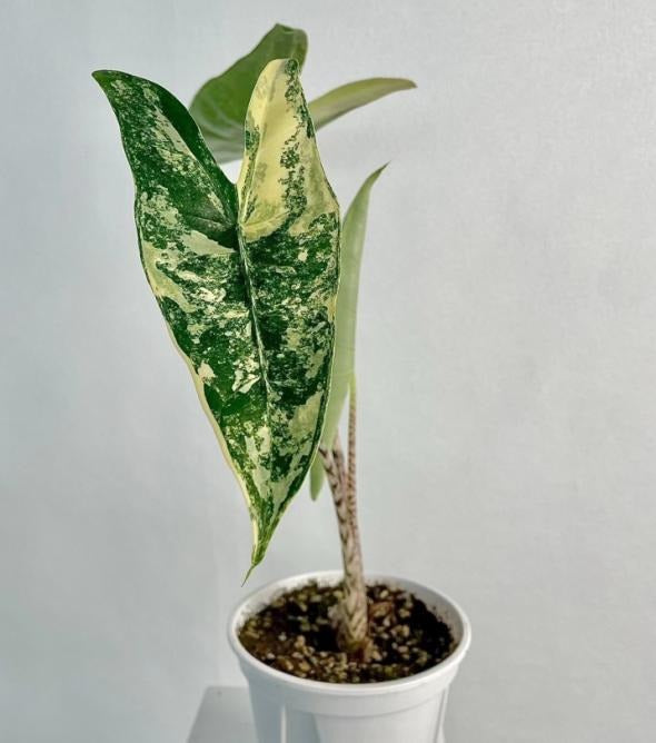 Alocasia Zebrina Variegated TC | Grower's Choice, Macau Collection