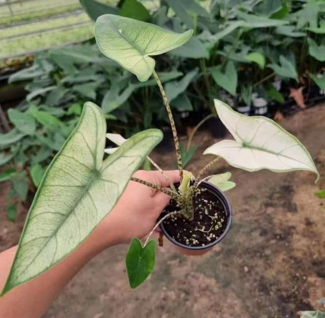 Alocasia Zebrina Variegated mint TC | Grower's Choice, Macau Collection