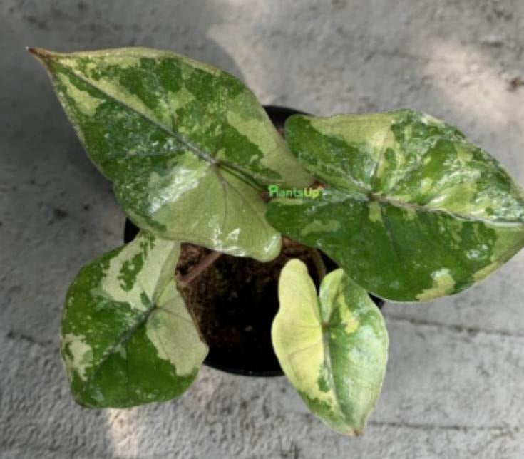 Alocasia Yucatán Princess Variegata TC | Grower's Choice, Macau Collection