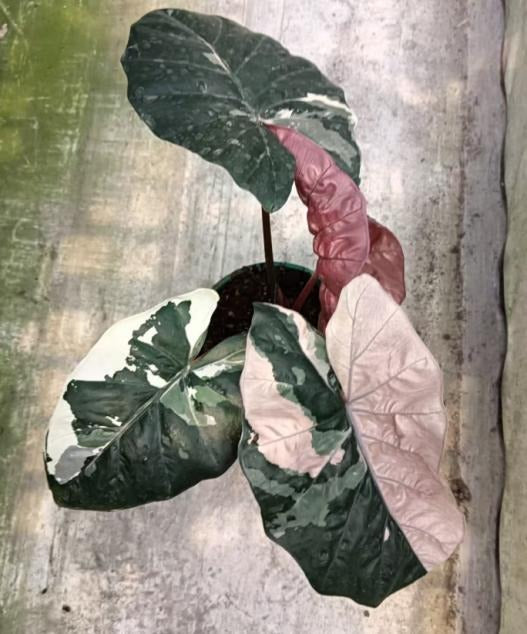 Alocasia Yucatán Princess pink variegated TC | Grower's Choice, Macau Collection