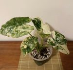 Alocasia Odora 'Batik' Variegated TC | Grower's Choice, Macau Collection