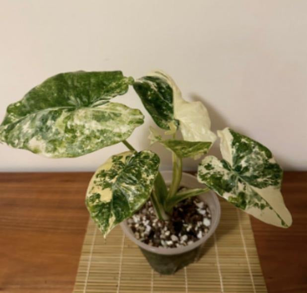 Alocasia Odora 'Batik' Variegated TC | Grower's Choice, Macau Collection