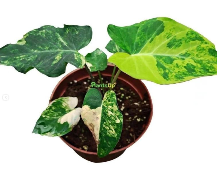 Alocasia 'frozen planet' variegated TC | Grower's Choice, Macau Collection