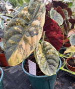 Alocasia Cuprea variegated TC | Grower's Choice, Macau Collection