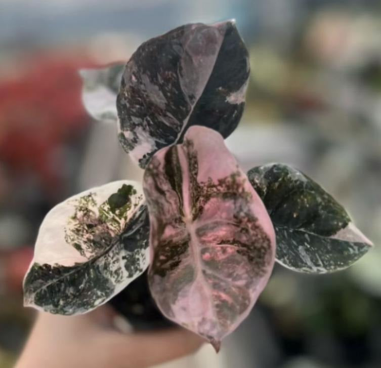 Alocasia cuprea Super Pink Variegata TC | Grower's Choice, Macau Collection