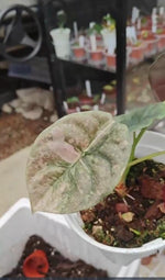 Alocasia Cuprea pink spot TC | Grower's Choice, Macau Collection
