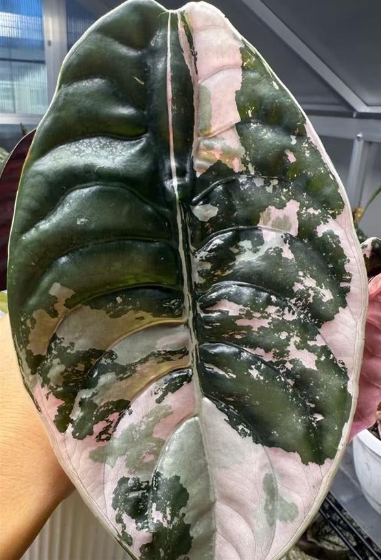 Alocasia Cuprea pink B quality TC | Grower's Choice, Macau Collection
