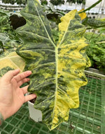 Alocasia sanderiana 'Psuedo sanderiana' variegated TC | Grower's Choice, Macau Collection