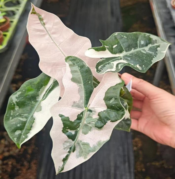 Alocasia sanderiana 'Psuedo sanderiana' Pink variegata A TC | Grower's Choice, Macau Collection