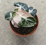 Alocasia heart balloon variegata TC | Grower's Choice, Macau Collection
