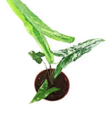 Alocasia Tigrina Superba Variegata TC | Grower's Choice, Macau Collection