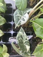 alocasia maharani albo TC | Grower's Choice, Macau Collection