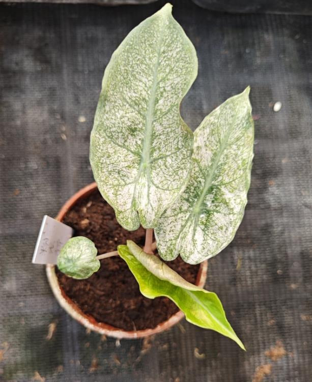 Alocasia pink dragon variegated TC | Grower's Choice, Macau Collection