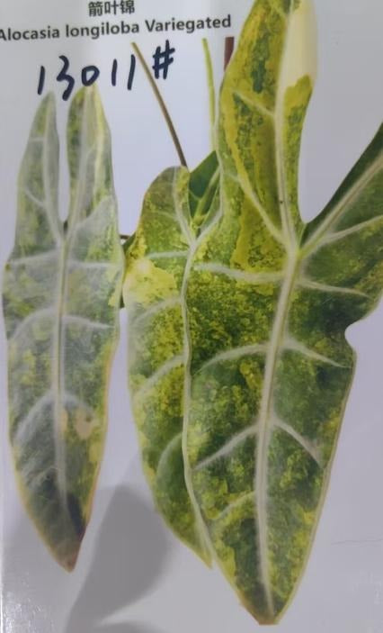 Alocasia longiloba aurea TC | Grower's Choice, Macau Collection