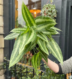 Amorphophallus atroviridis TC | Grower's Choice, Macau Collection