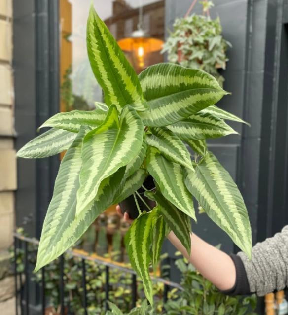Amorphophallus atroviridis TC | Grower's Choice, Macau Collection