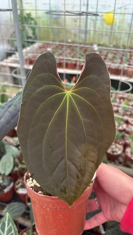 Anthurium 'Black Magic' TC | Grower's Choice, Macau Collection