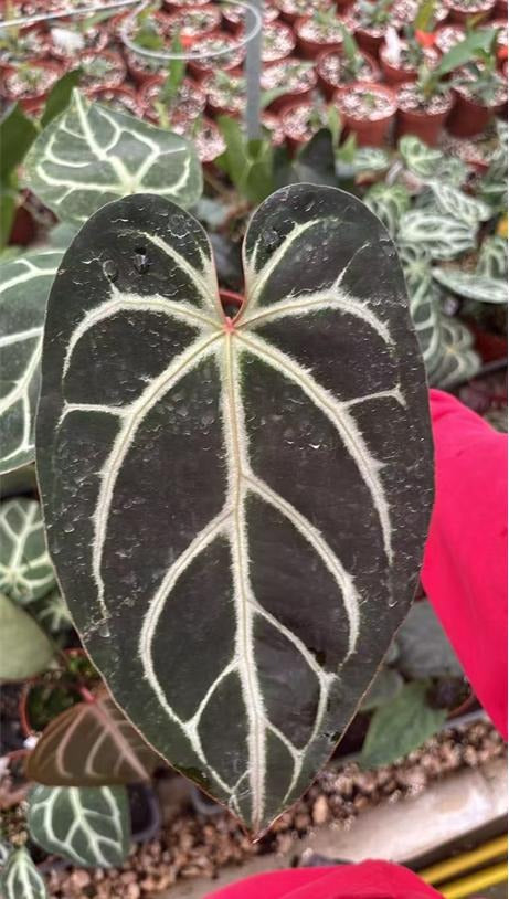 Anthurium Red Crystallinum X Dorayaki TC | Grower's Choice, Macau Collection