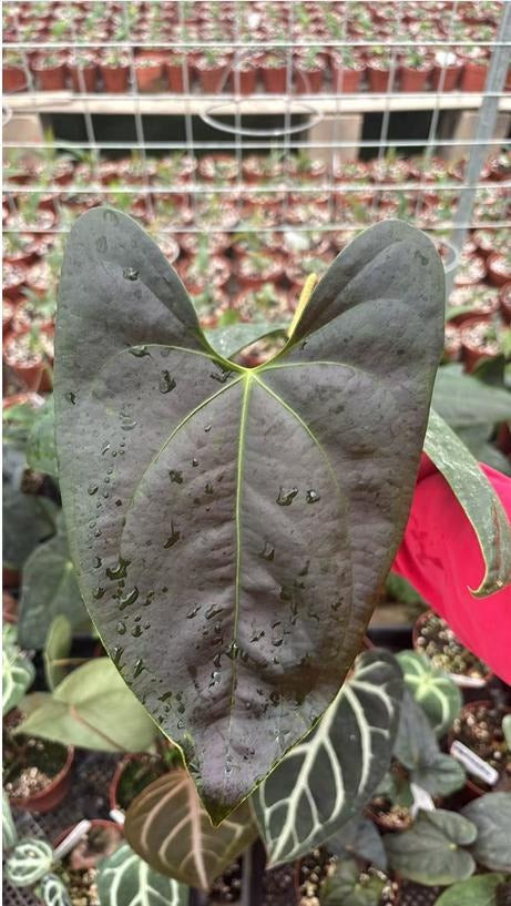 Anthurium napo TC | Grower's Choice, Macau Collection
