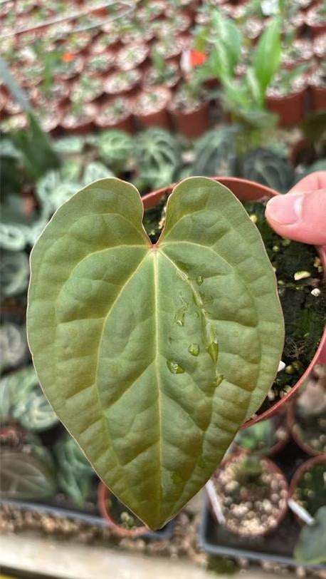 Anthurium luxurians X forgetii TC | Grower's Choice, Macau Collection