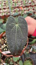 Anthurium Magnificum x Ace of Spades x Dark Phoenix TC | Grower's Choice, Macau Collection