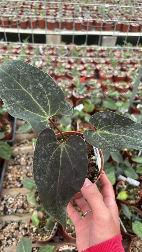 Anthurium 'Ace of Spades' TC | Grower's Choice, Macau Collection