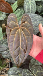 Anthurium 'Ace of Spades' x papi TC | Grower's Choice, Macau Collection