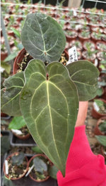 Anthurium KOS X 'Crackin Veins' TC | Grower's Choice, Macau Collection