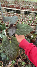 Anthurium golden dsi X FS TC | Grower's Choice, Macau Collection