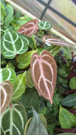 Anthurium WA-FTG X DORAYAKZ TC | Grower's Choice, Macau Collection