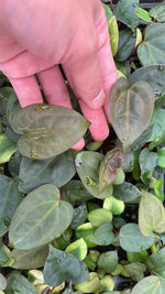 Anthuirum Dark phoenix X TC | Grower's Choice, Macau Collection