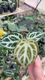 Anthurium Crystallinum X Dorayaki TC | Grower's Choice, Macau Collection