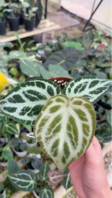 Anthurium Crystallinum X Dorayaki TC | Grower's Choice, Macau Collection