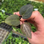 Anthurium 'Wonder Boy' x 'Michelle Variegated' TC | Grower's Choice, Macau Collection