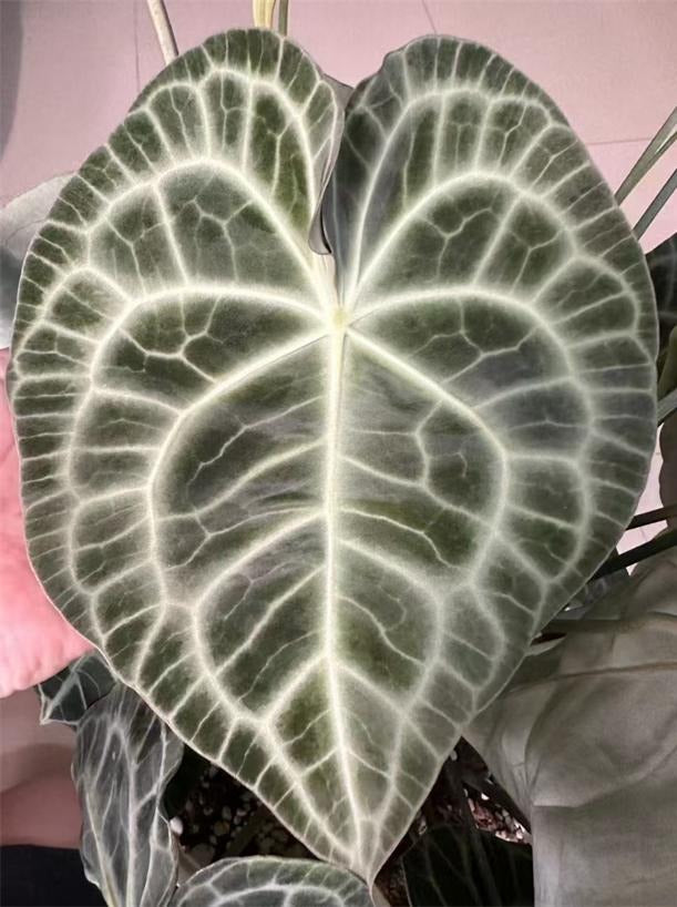 Anthurium Velvet cardboard clarinervium TC | Grower's Choice, Macau Collection