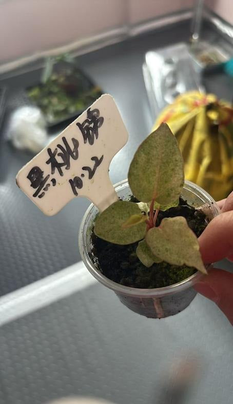 Anthurium 'Ace of Spades' Var TC | Grower's Choice, Macau Collection